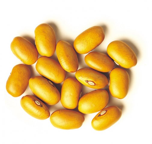 Dutchbrown beans